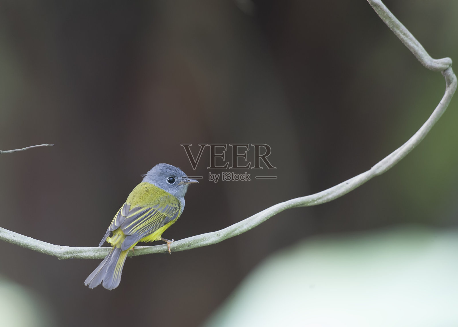 灰色头发金丝雀捕蝇草照片摄影图片