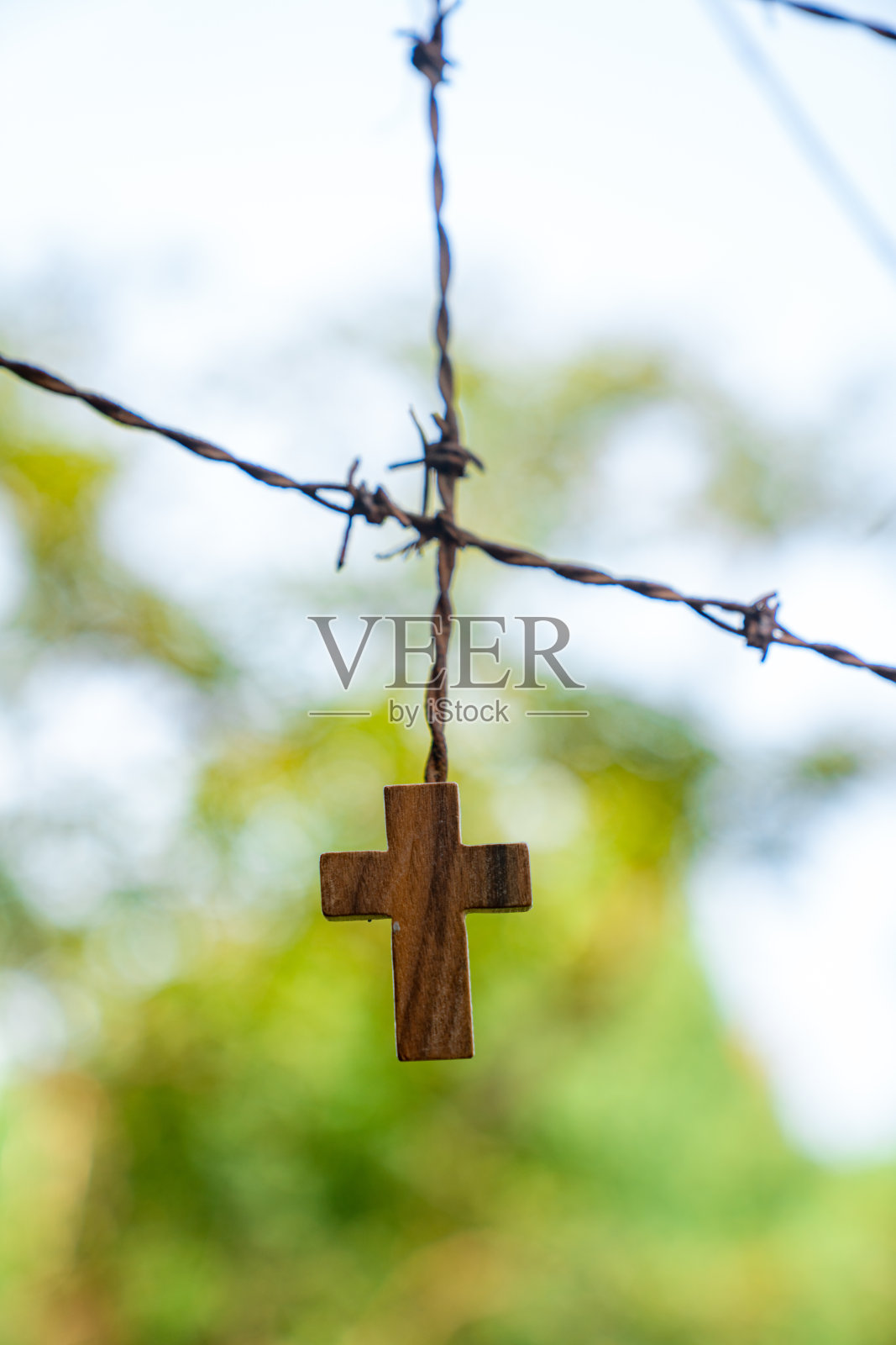 铁丝网之师，血之交。照片摄影图片