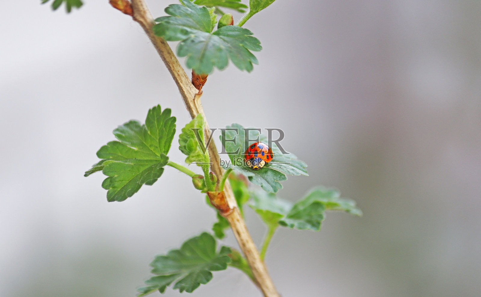 瓢虫坐在一个新鲜的绿草叶，春天的背景，横幅，Copyspace照片摄影图片