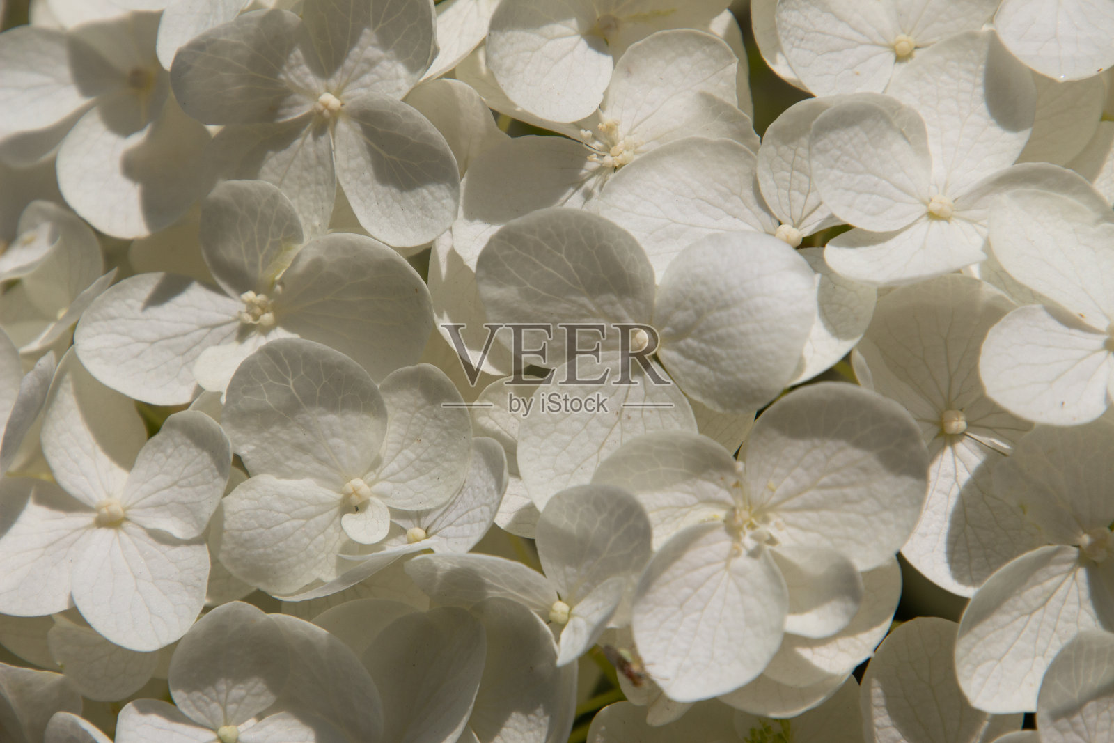 全框白色花图案的绣球花，也称为绣球花或霍藤花照片摄影图片