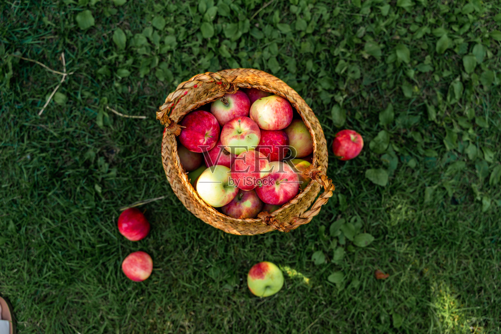装满苹果的柳条篮子。收获作物户外。照片摄影图片