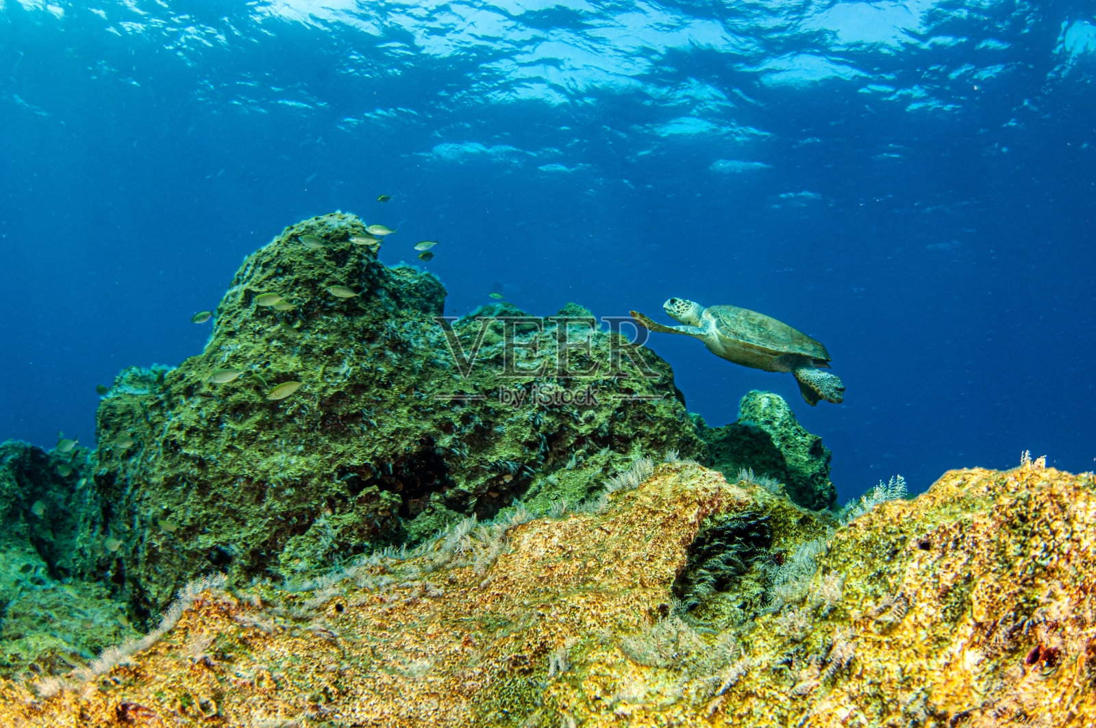 乌龟在卡斯，土耳其照片摄影图片
