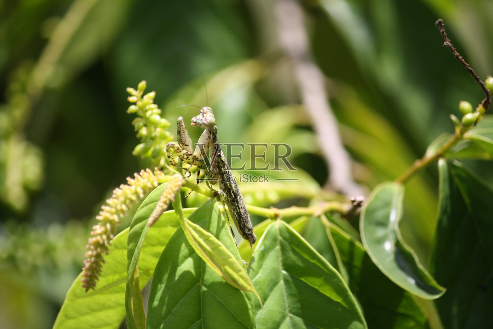 花螳螂照片摄影图片