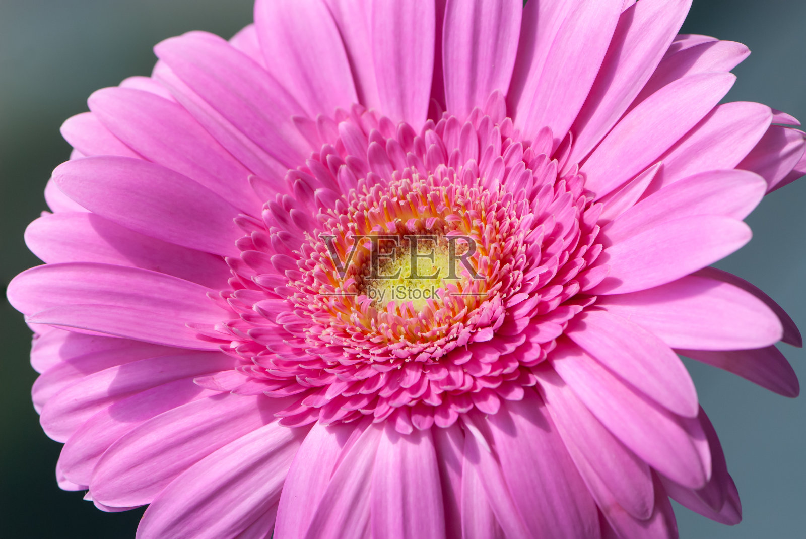 在灰色背景上闭合非洲菊的粉红色花序照片摄影图片