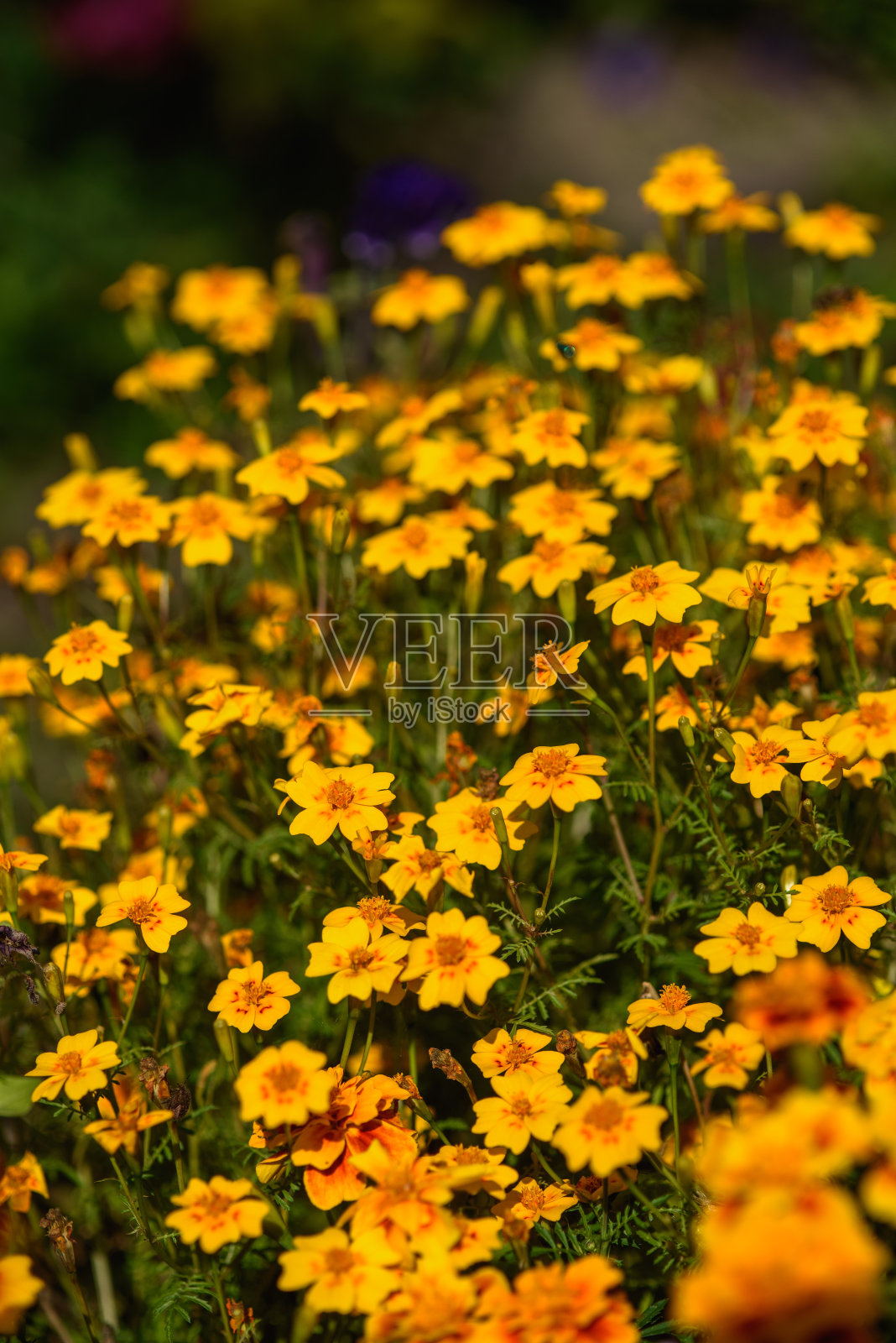 万寿菊的特写照片摄影图片