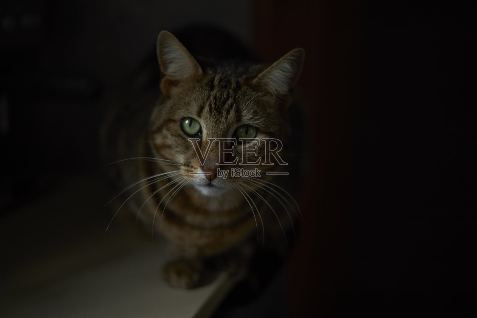 猫的画像照片摄影图片