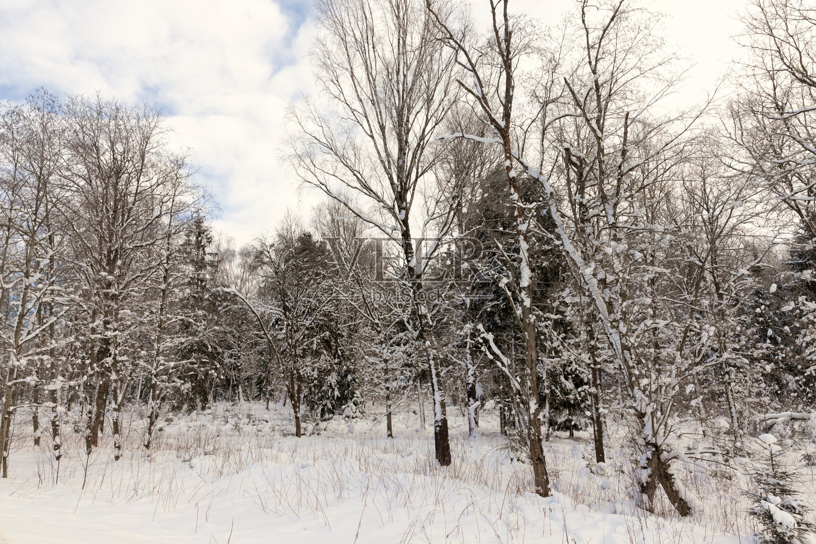 冬季无叶的针叶树和落叶树照片摄影图片