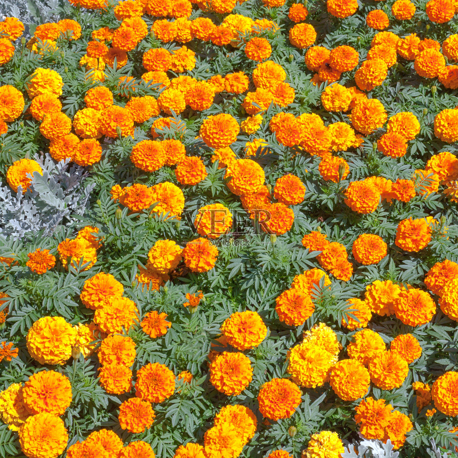 桔黄色的tagetis花在开花图案或背景照片摄影图片