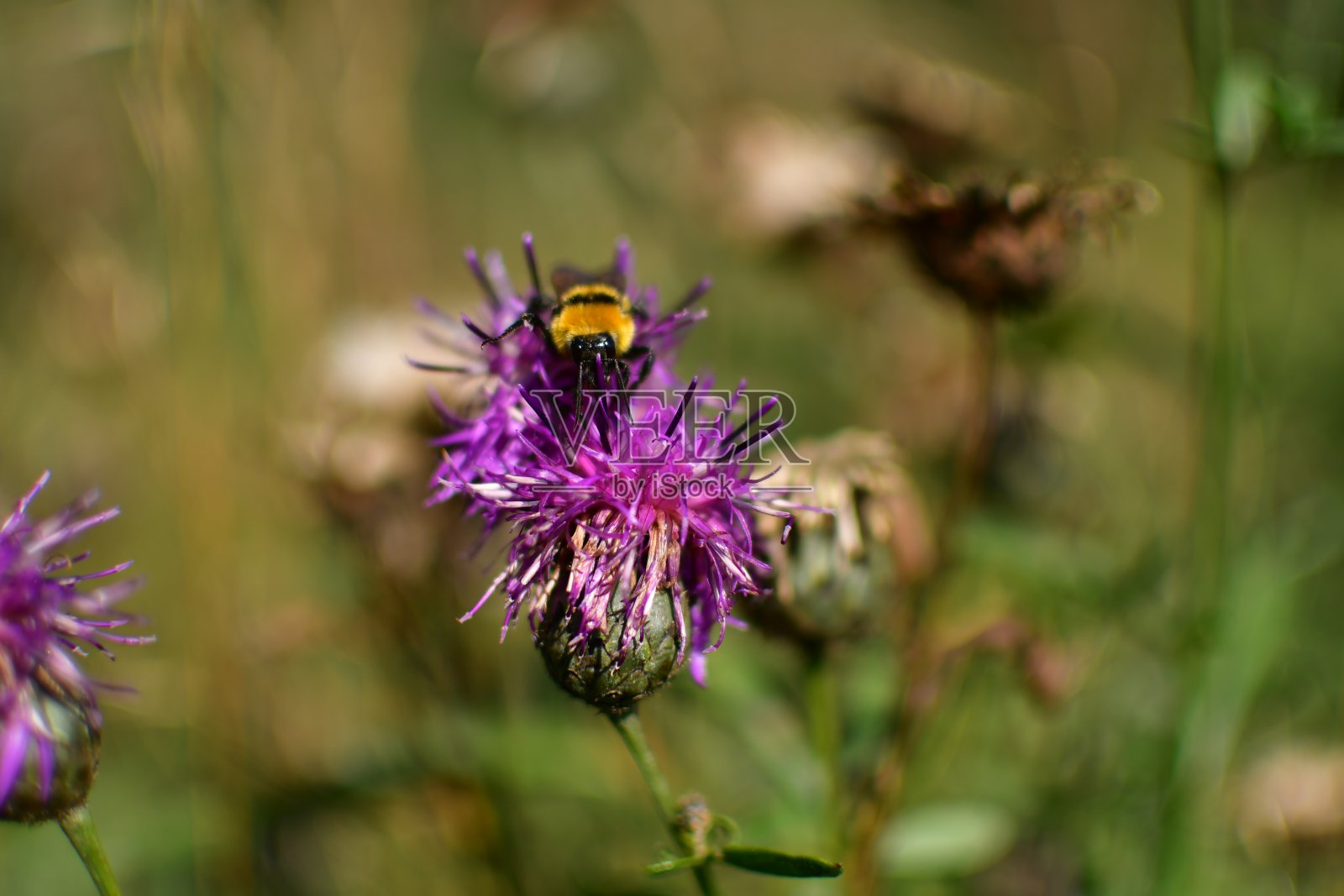 野蓟上的大黄蜂照片摄影图片