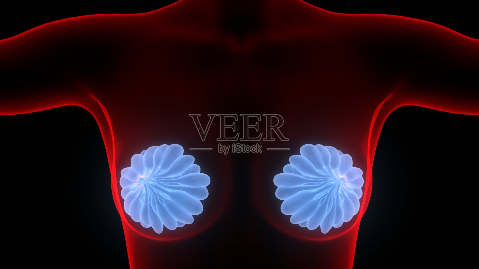 乳腺是女性内脏解剖的一部分照片摄影图片