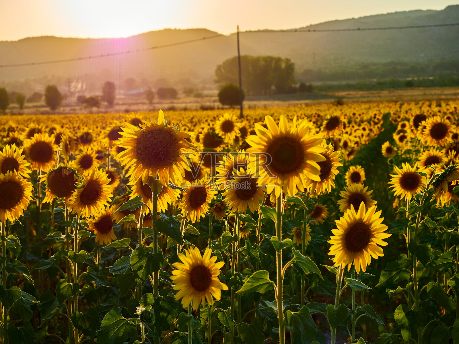 时间的向日葵。照片摄影图片