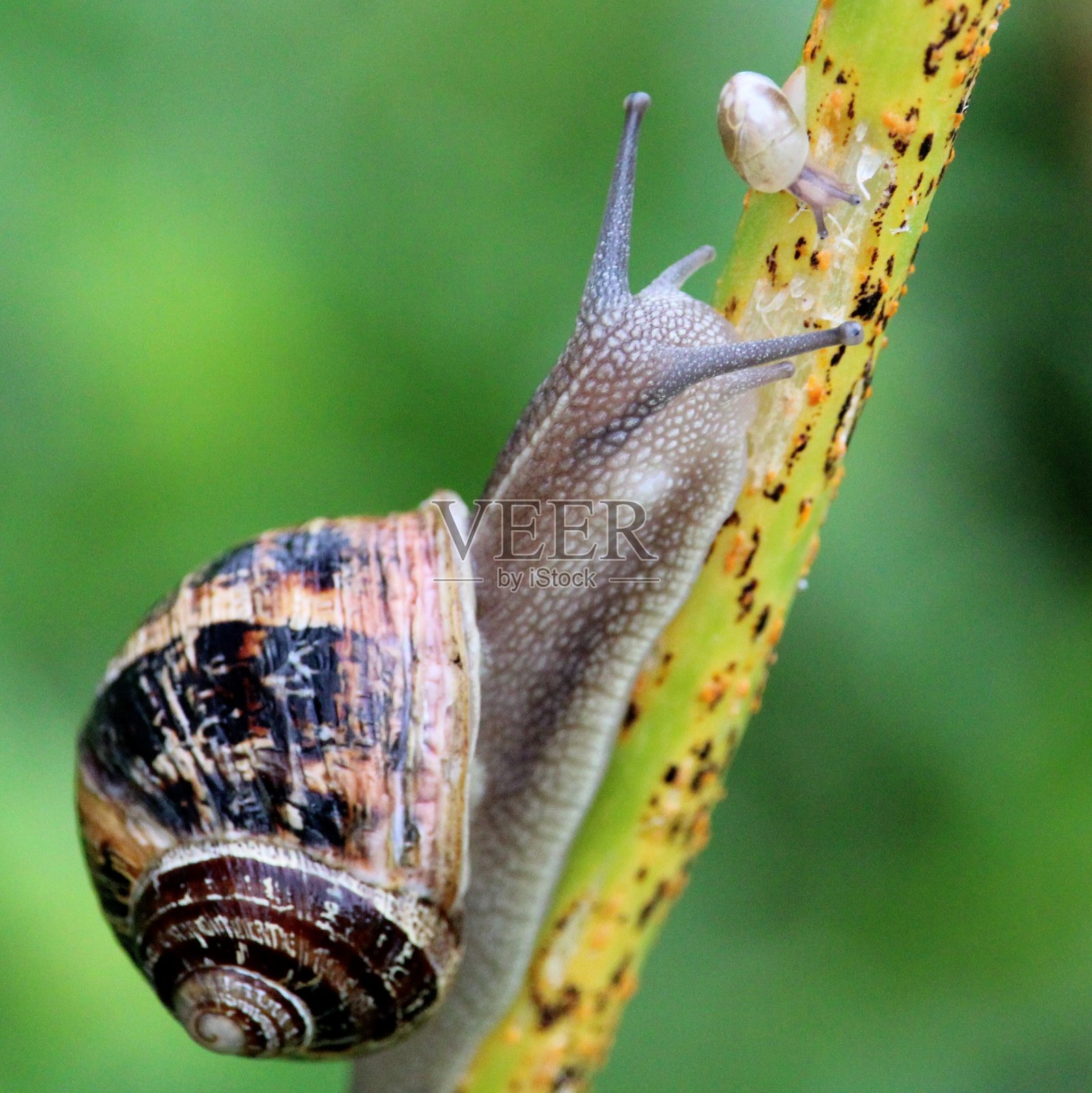 一只蜗牛的爱照片摄影图片