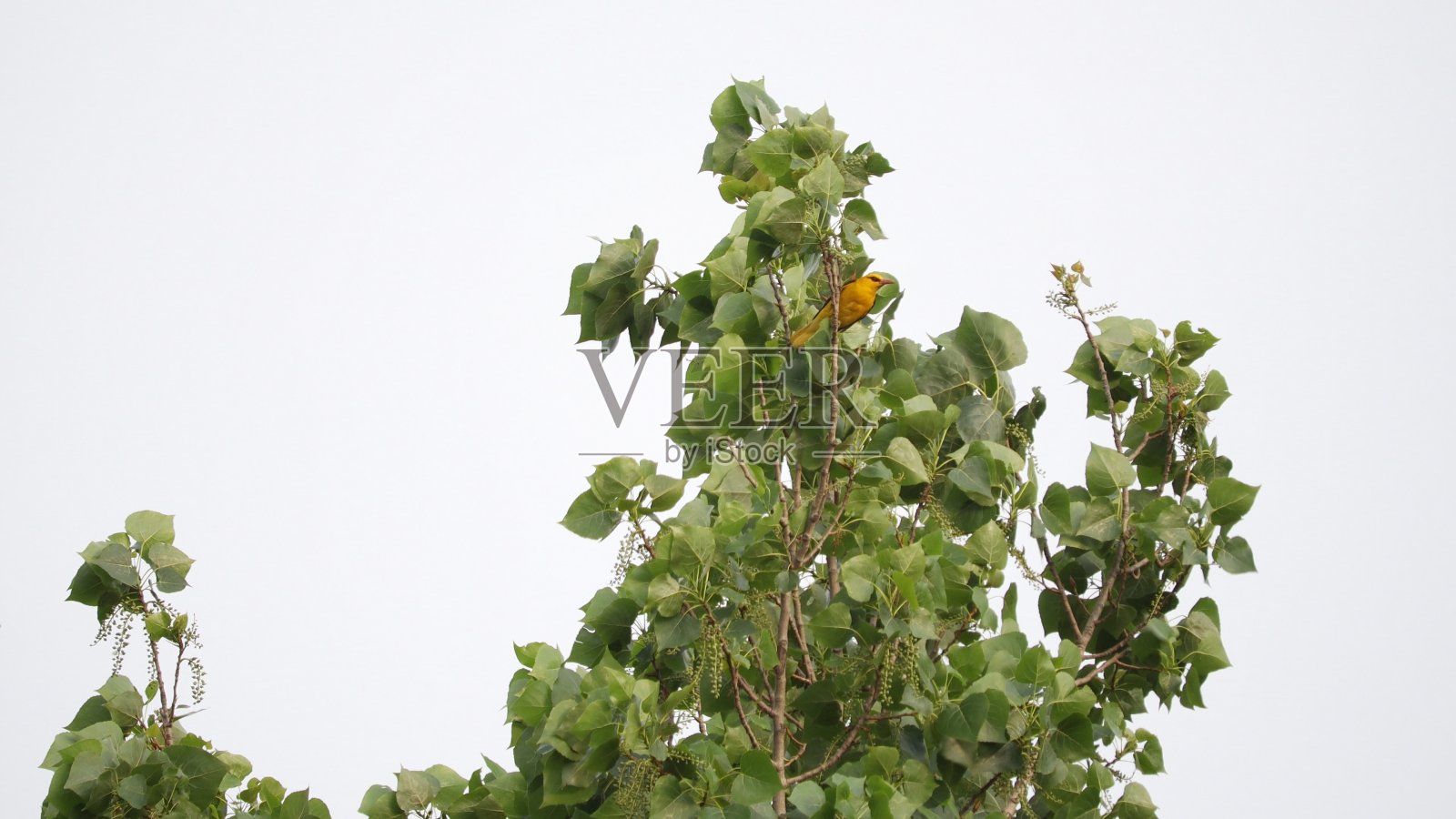 美国金翅雀照片摄影图片