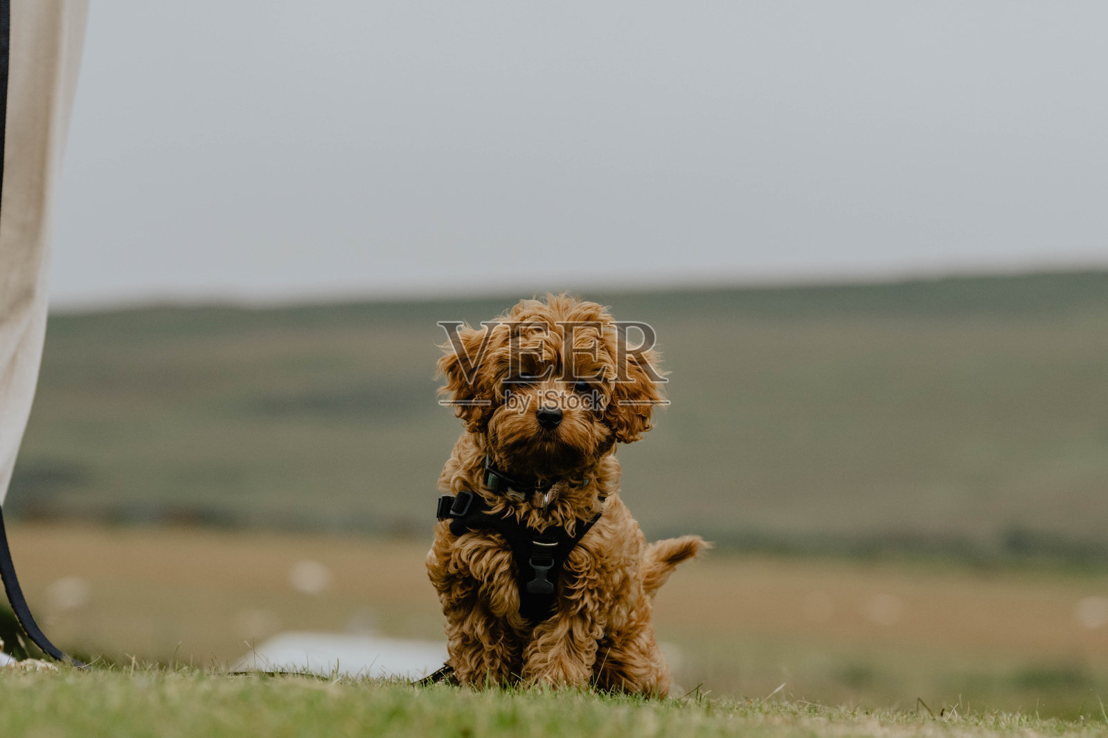 Cavapoo幼犬照片摄影图片