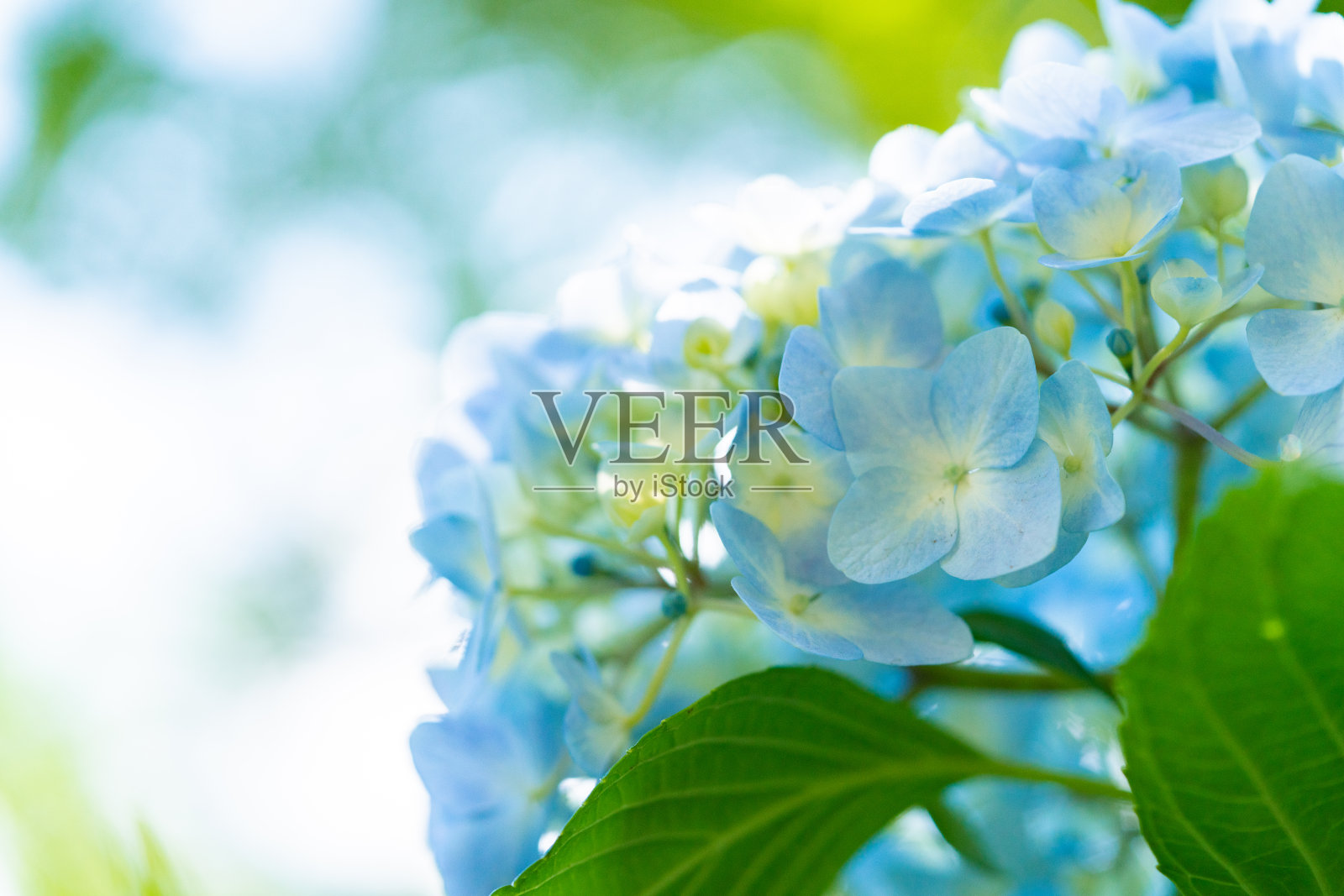 绣球花(绣球花脂粉气很浓照片摄影图片