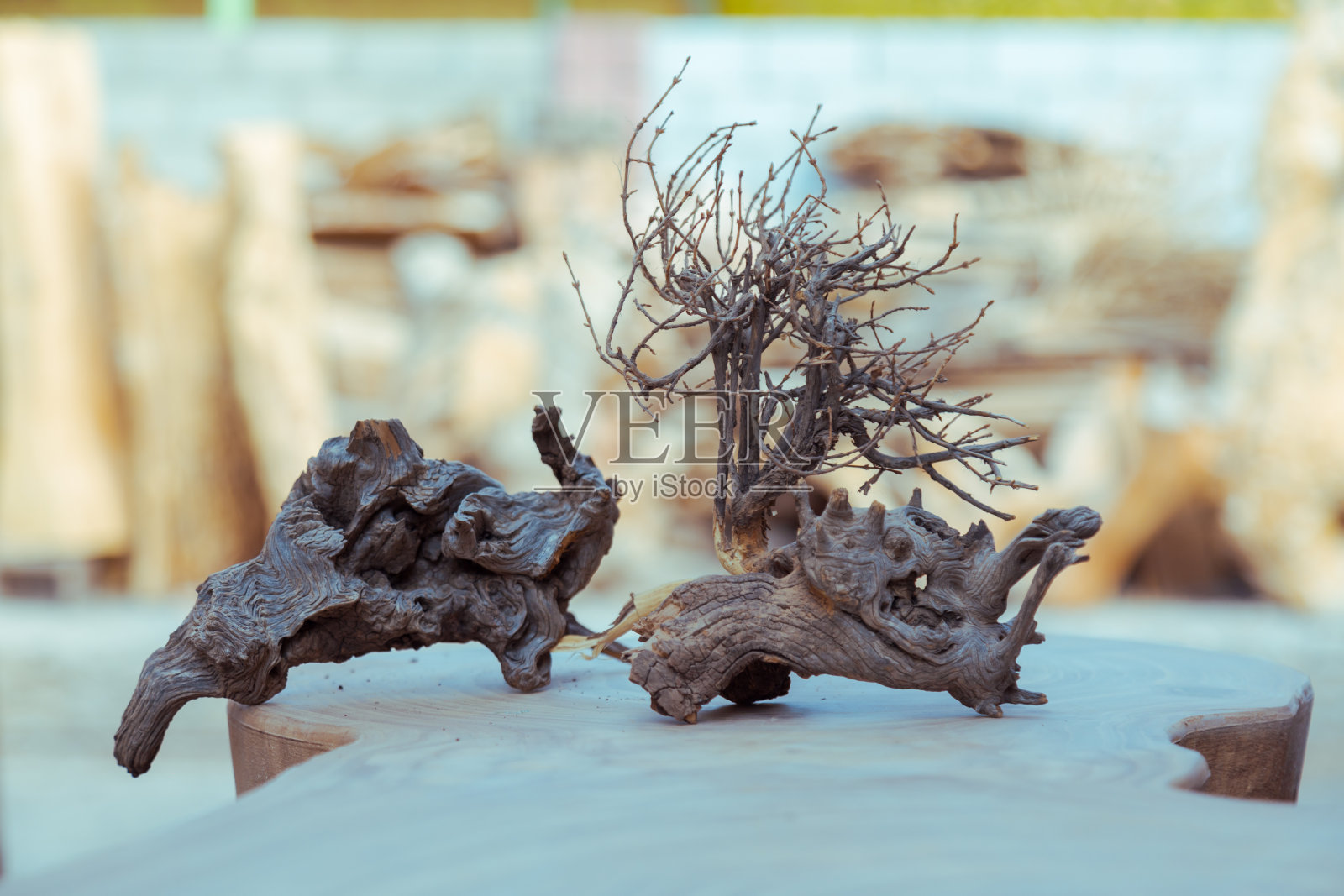 独特的干树根残骸照片摄影图片