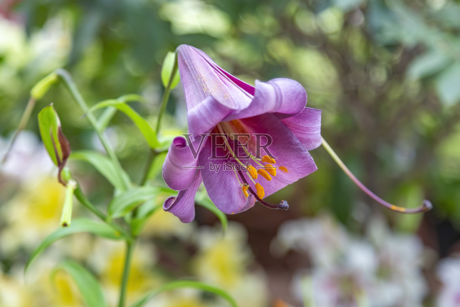 美丽的百合花在夏季灿烂的绽放照片摄影图片