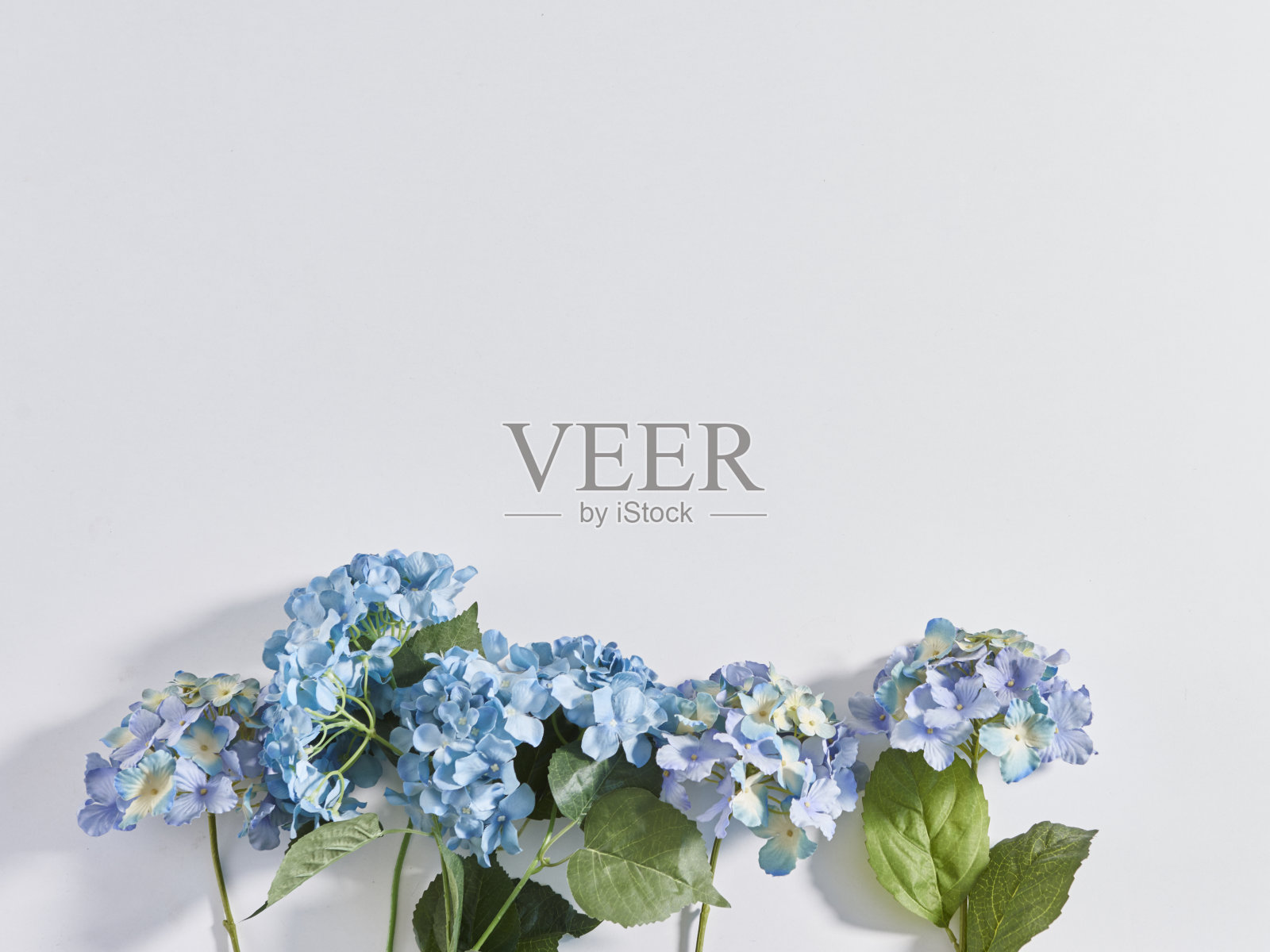 白色背景和各种各样的花朵照片摄影图片