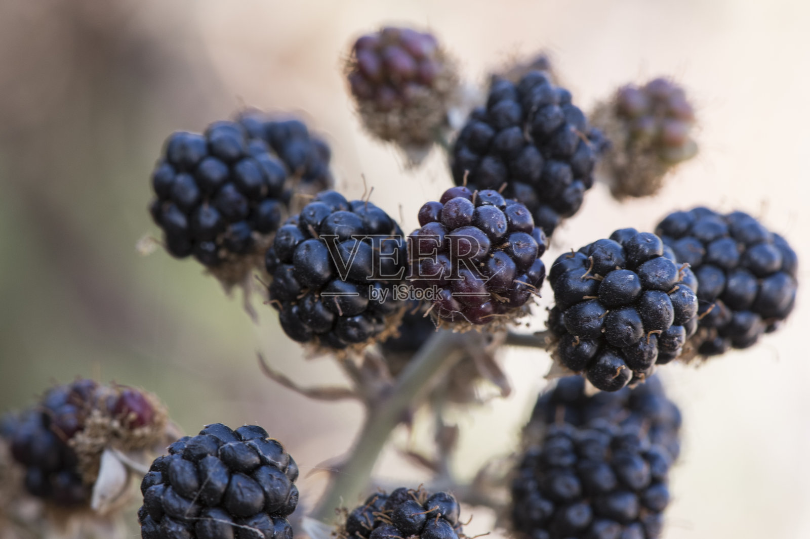 悬钩子榆木榄叶黑莓红色和绿色的夏季浆果仍然不成熟，在深绿色和出焦的背景上照片摄影图片