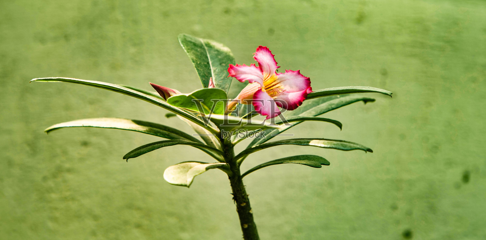 花照片摄影图片