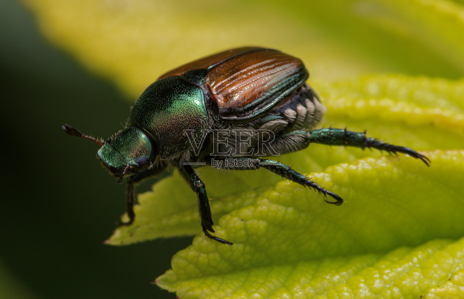 花园错误照片摄影图片