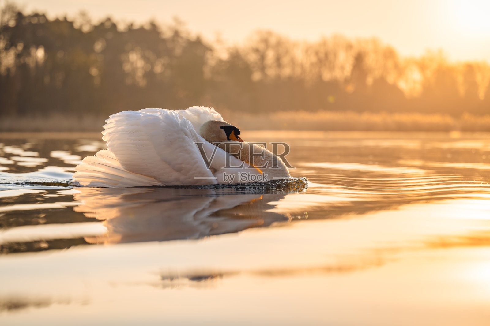 一只愤怒的天鹅在清晨的黄金时间浮在水面上。头部夹在翅膀和膨胀的胸部之间。太阳在背后升起，金色的光到处都是。照片摄影图片