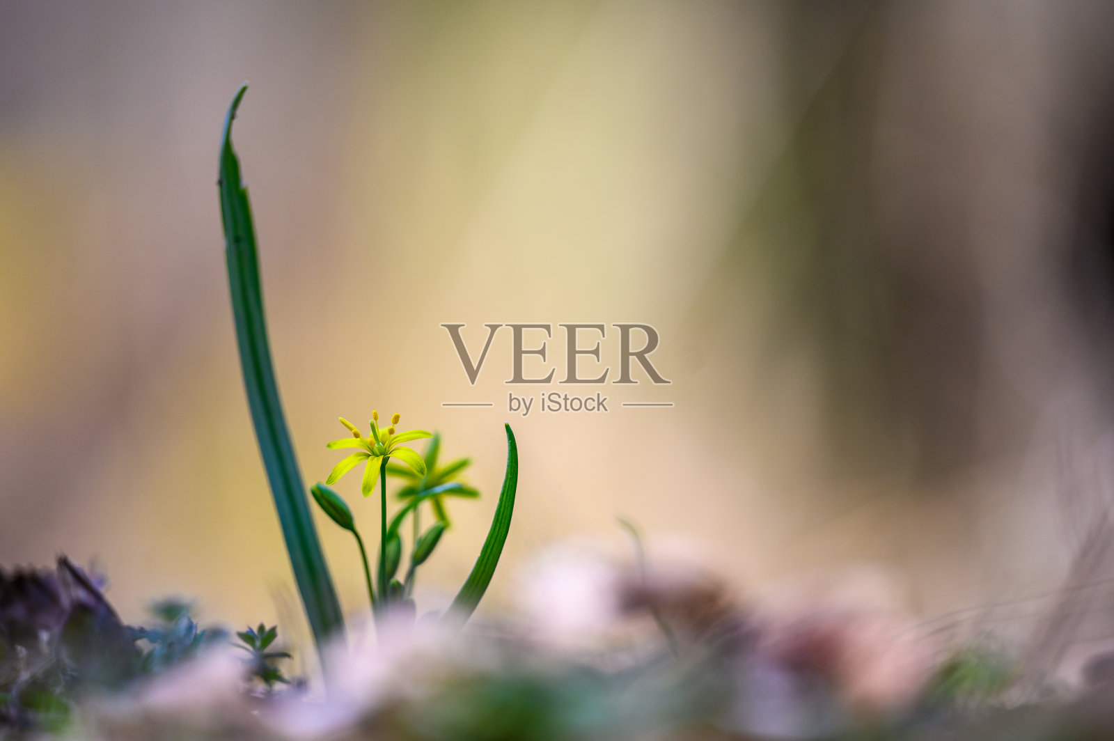 Gagea(百合科)是一种美丽的小而不显眼的花，生长在森林的春天。黄色花，绿色长叶。草药。背景模糊，景深浅。照片摄影图片