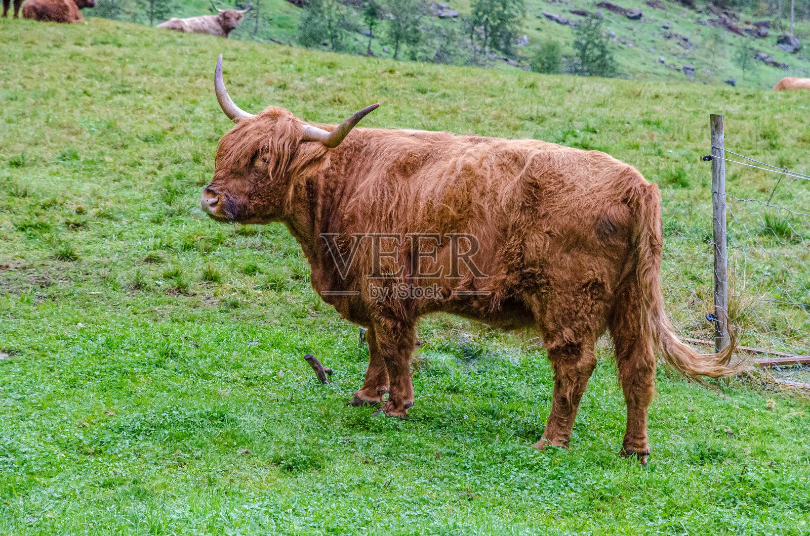 高原牛照片摄影图片