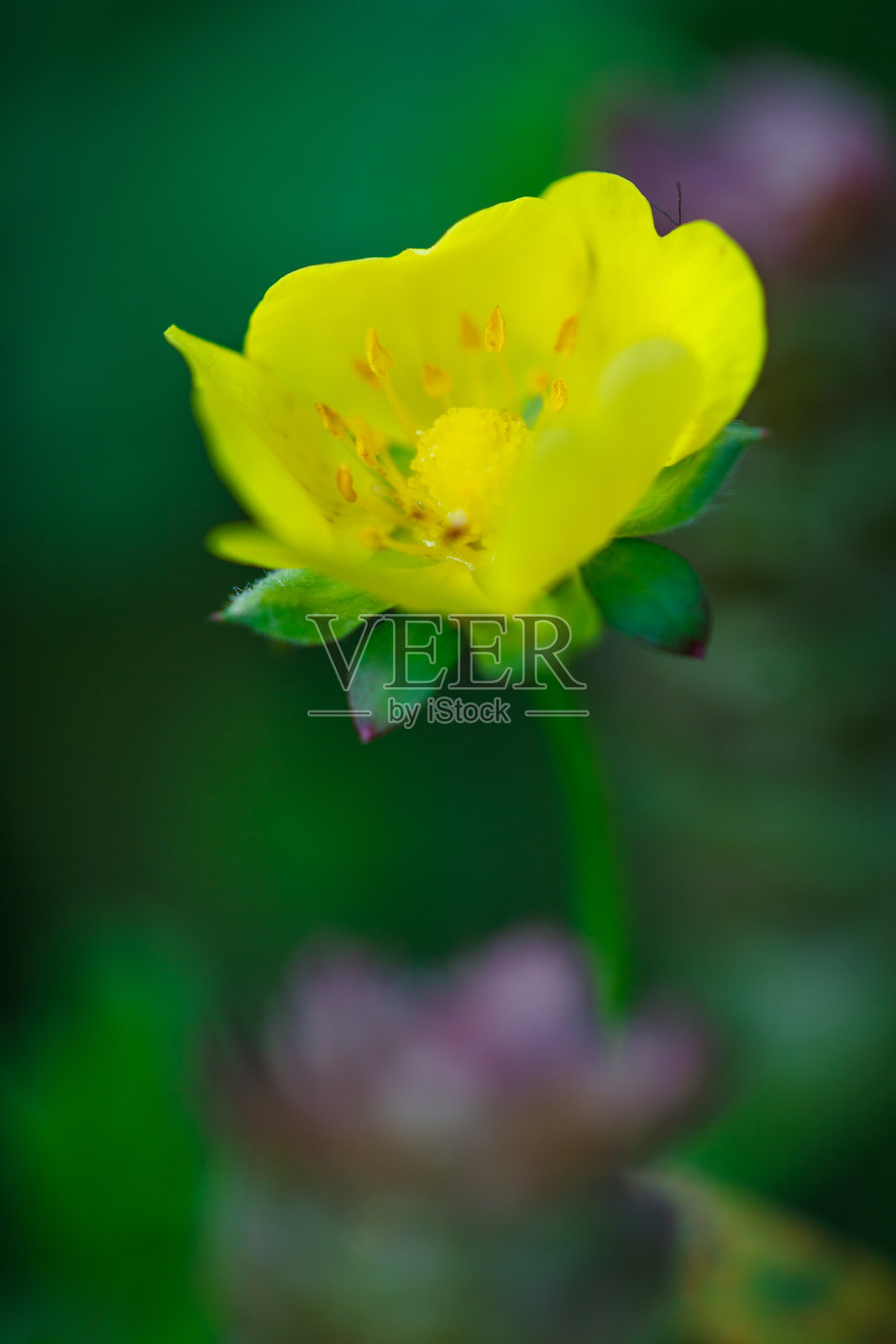 在瑞士沃德绿色茂盛的夏季草地上，小而漂亮的黄色毛茛野花(毛茛属)的特写照片照片摄影图片
