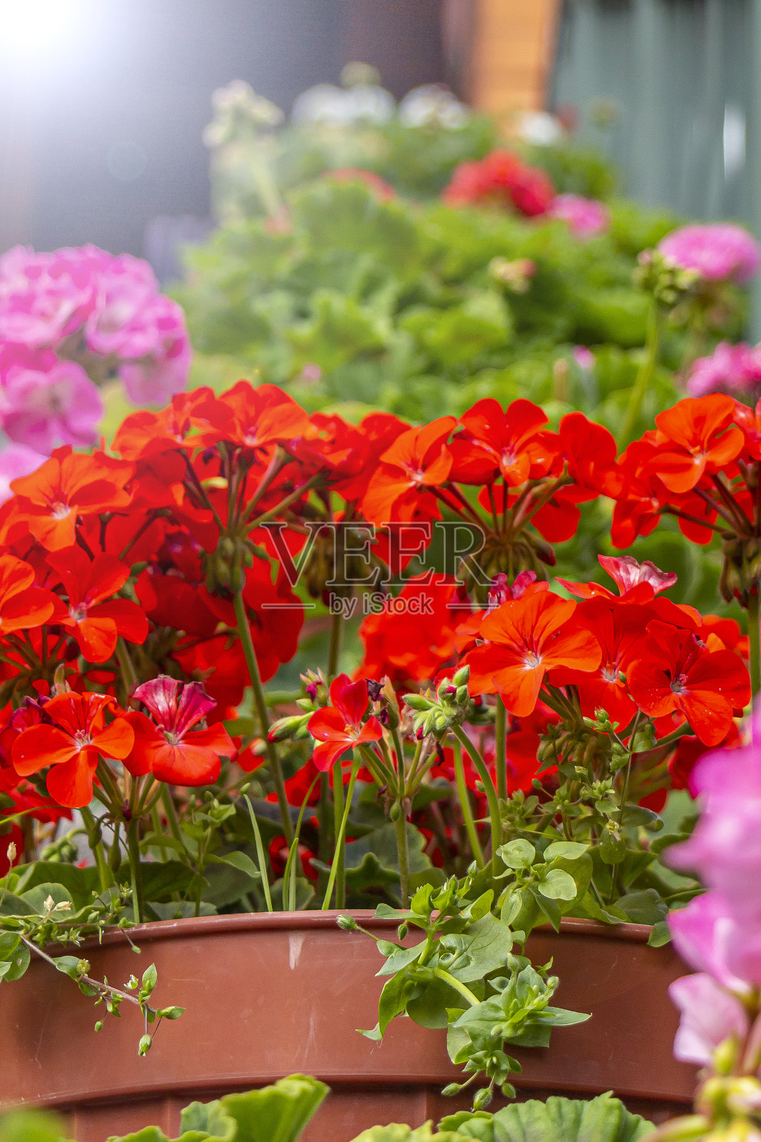 石头台阶上的盆栽天竺葵的特写。大气的复古花园和古色古香的街道。花盆上有漂亮的红色和粉红色的花朵。向上的角度。照片摄影图片