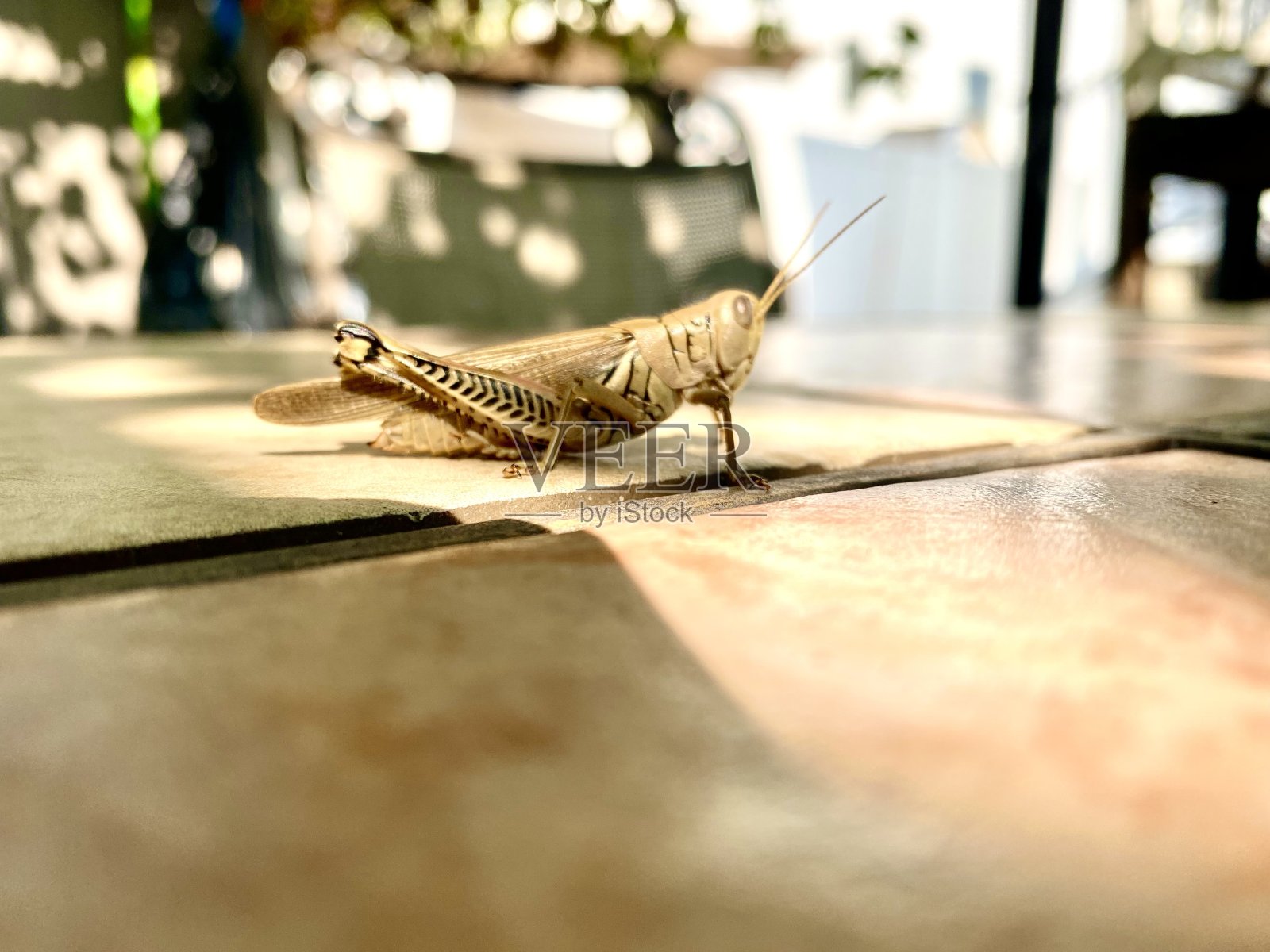 蚱蜢照片摄影图片