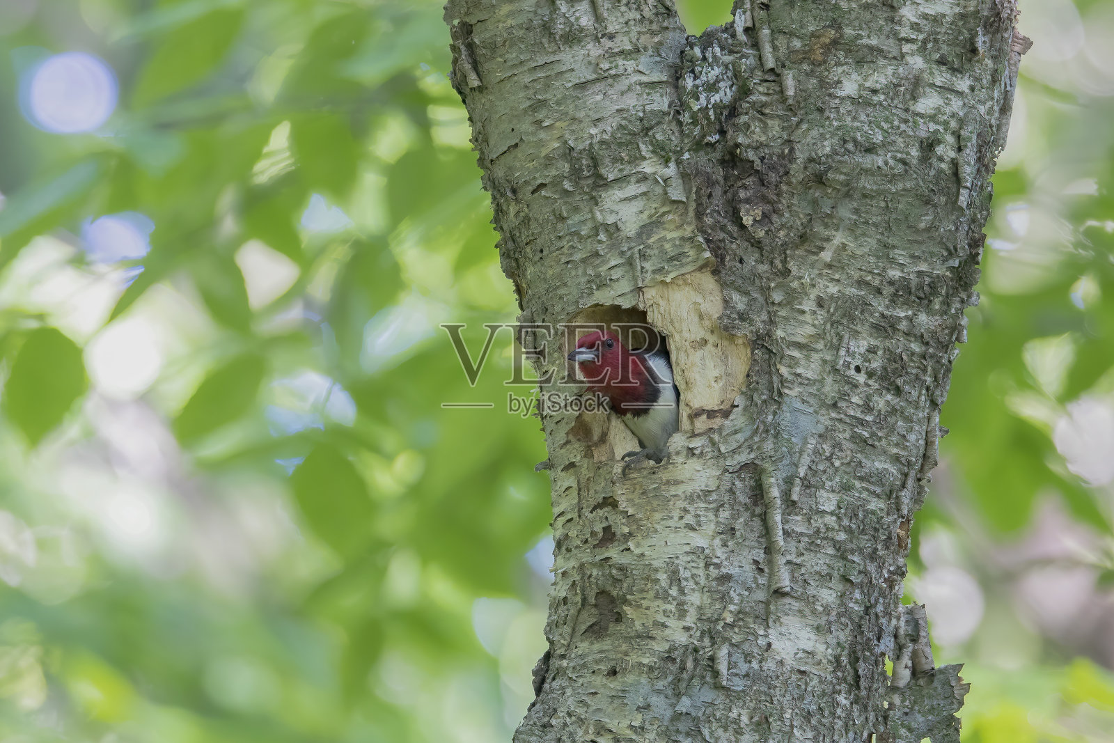 公园里的红发啄木鸟照片摄影图片