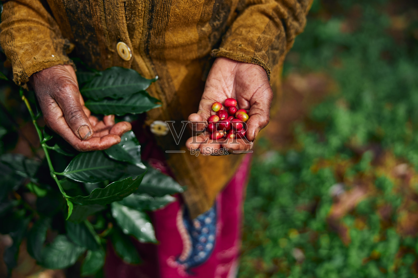 一名非洲工人正在种植园里茂密的树林里采集咖啡豆照片摄影图片