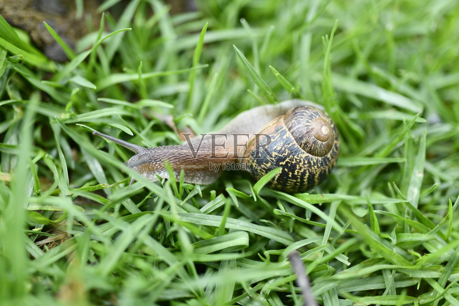 绿色区域的野蜗牛照片摄影图片