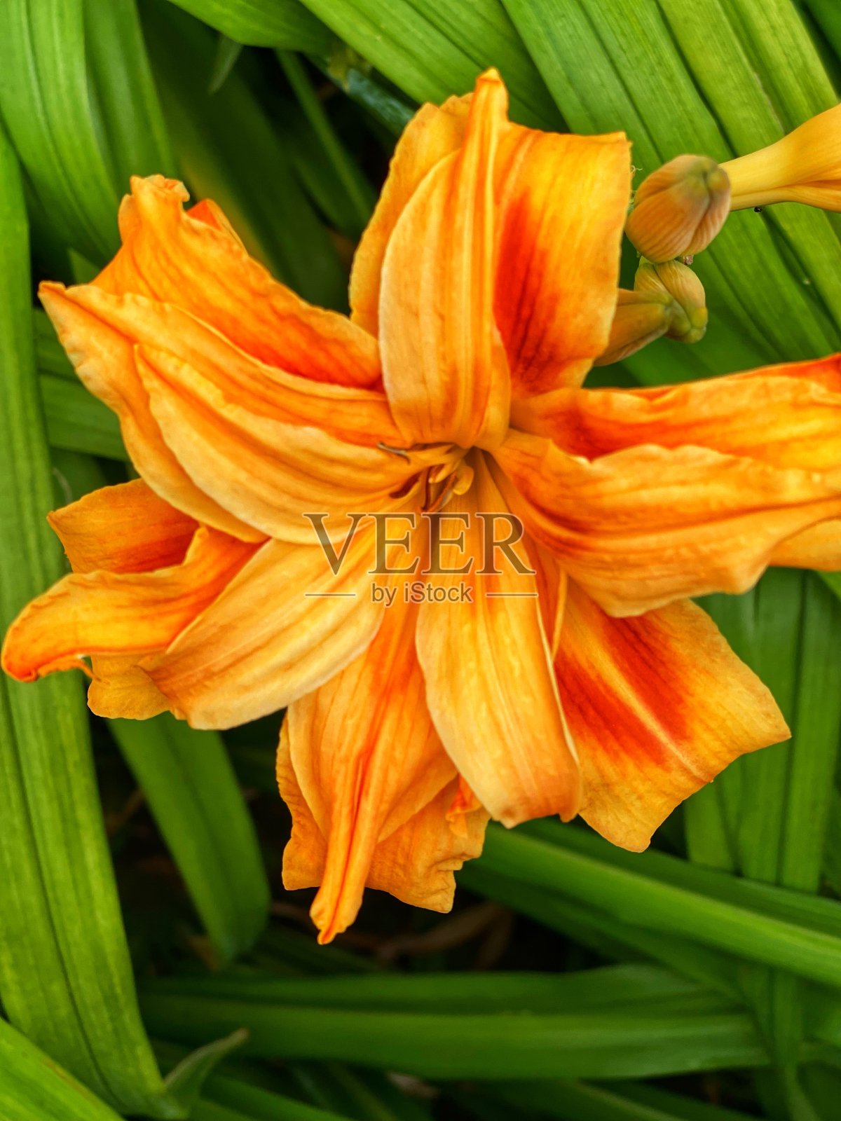 鲜花盛开照片摄影图片