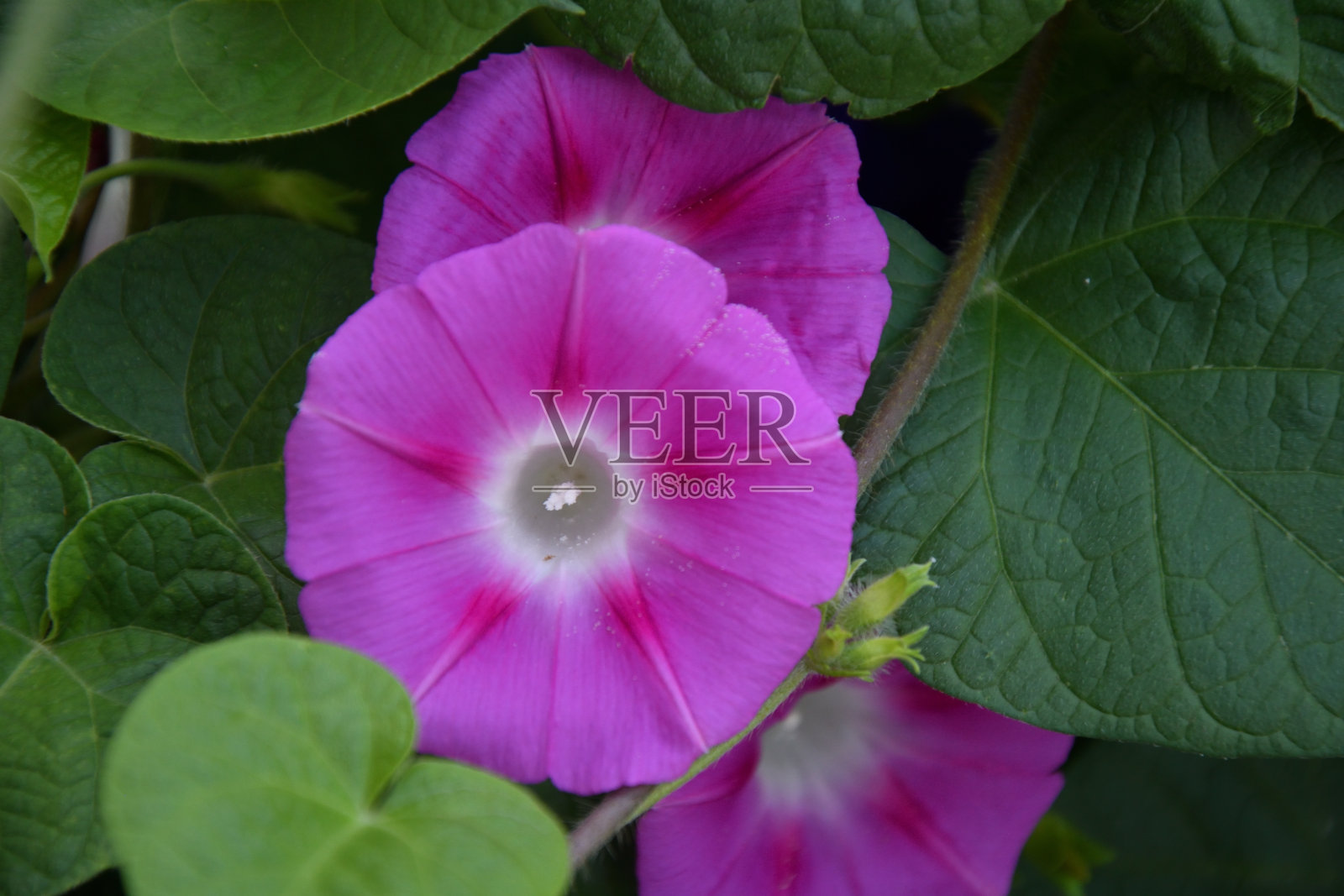 旋花(拉丁文:Ipomoea) â属旋花科植物(拉丁文。旋花科植物)照片摄影图片