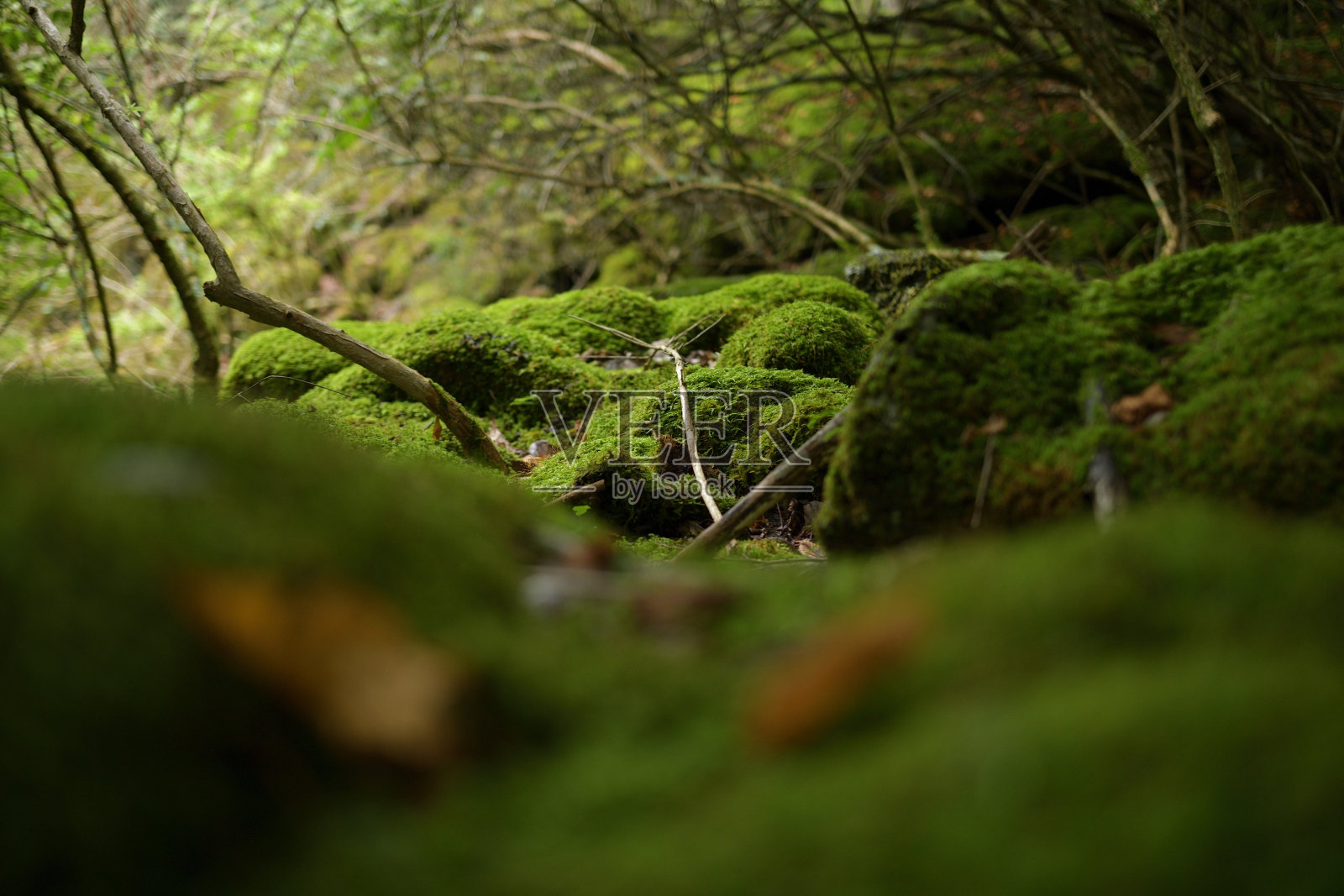 青木原树海风光照片摄影图片