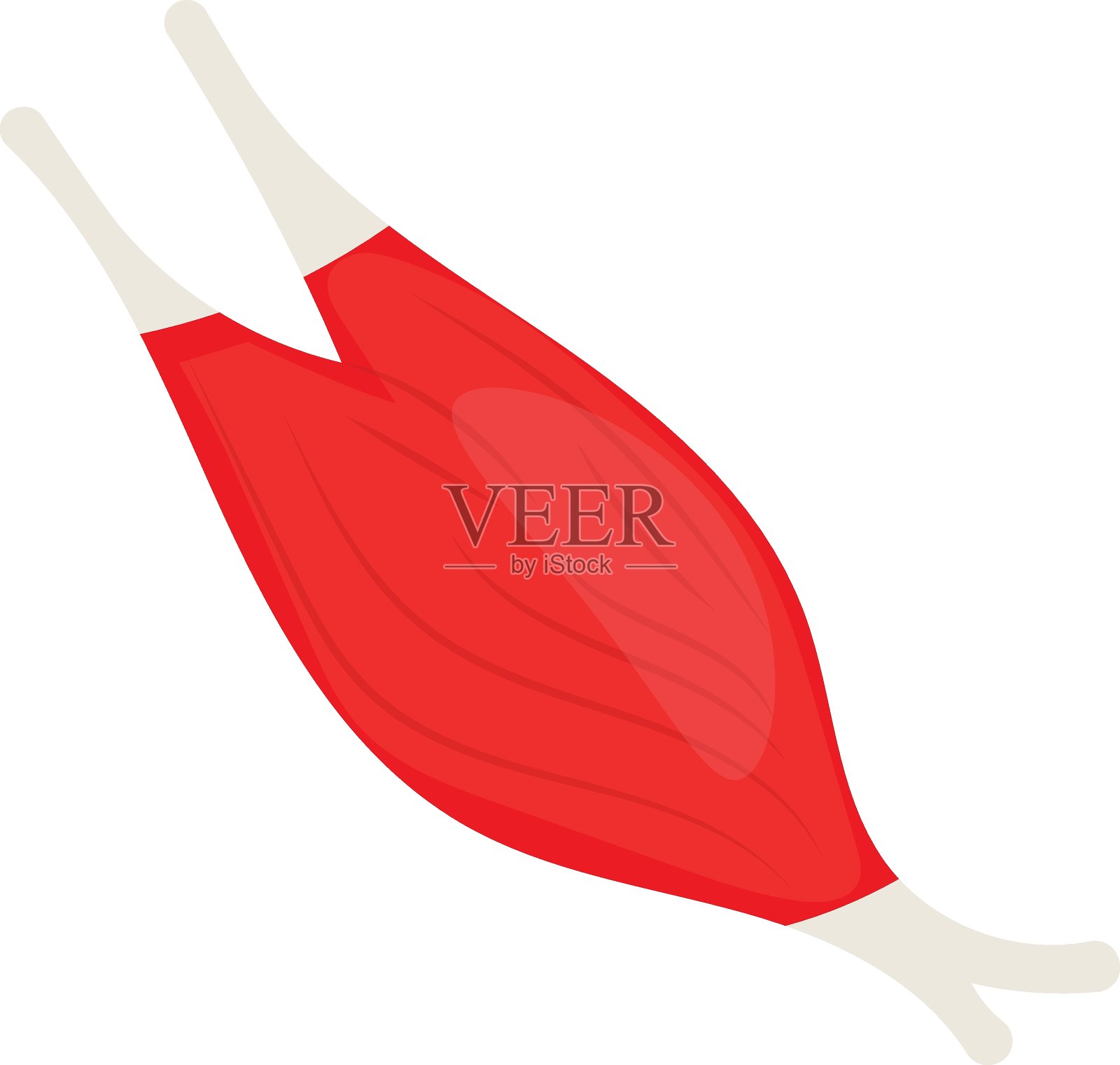 骨骼肌组织概念，肌肉细胞矢量颜色图标设计，器官系统符号，人体解剖符号，人体零件图库插画图片素材