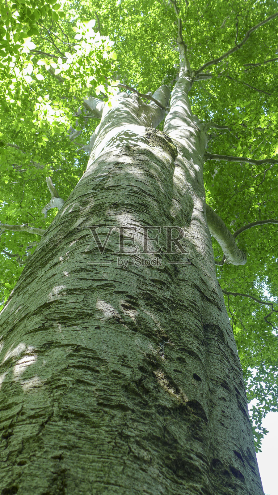 直的大山毛榉树照片摄影图片