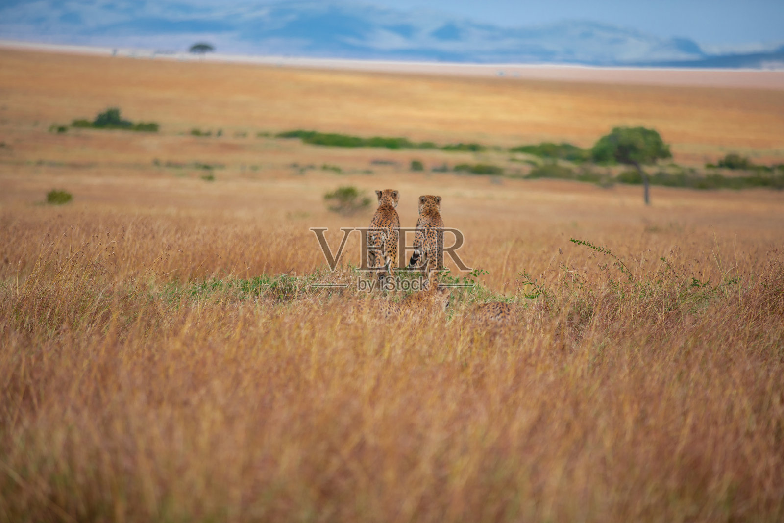 猎豹照片摄影图片