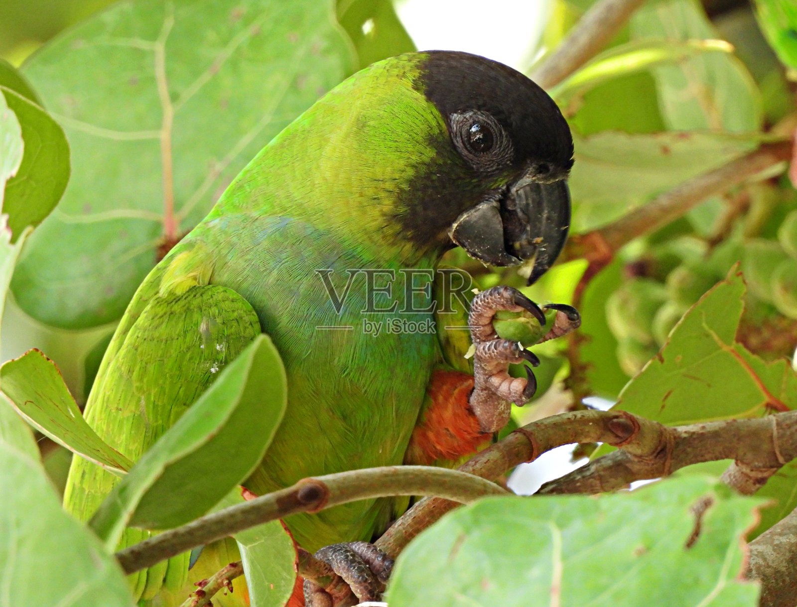 南迪鹦鹉(南迪鹦鹉)吃着海葵树上的果实照片摄影图片
