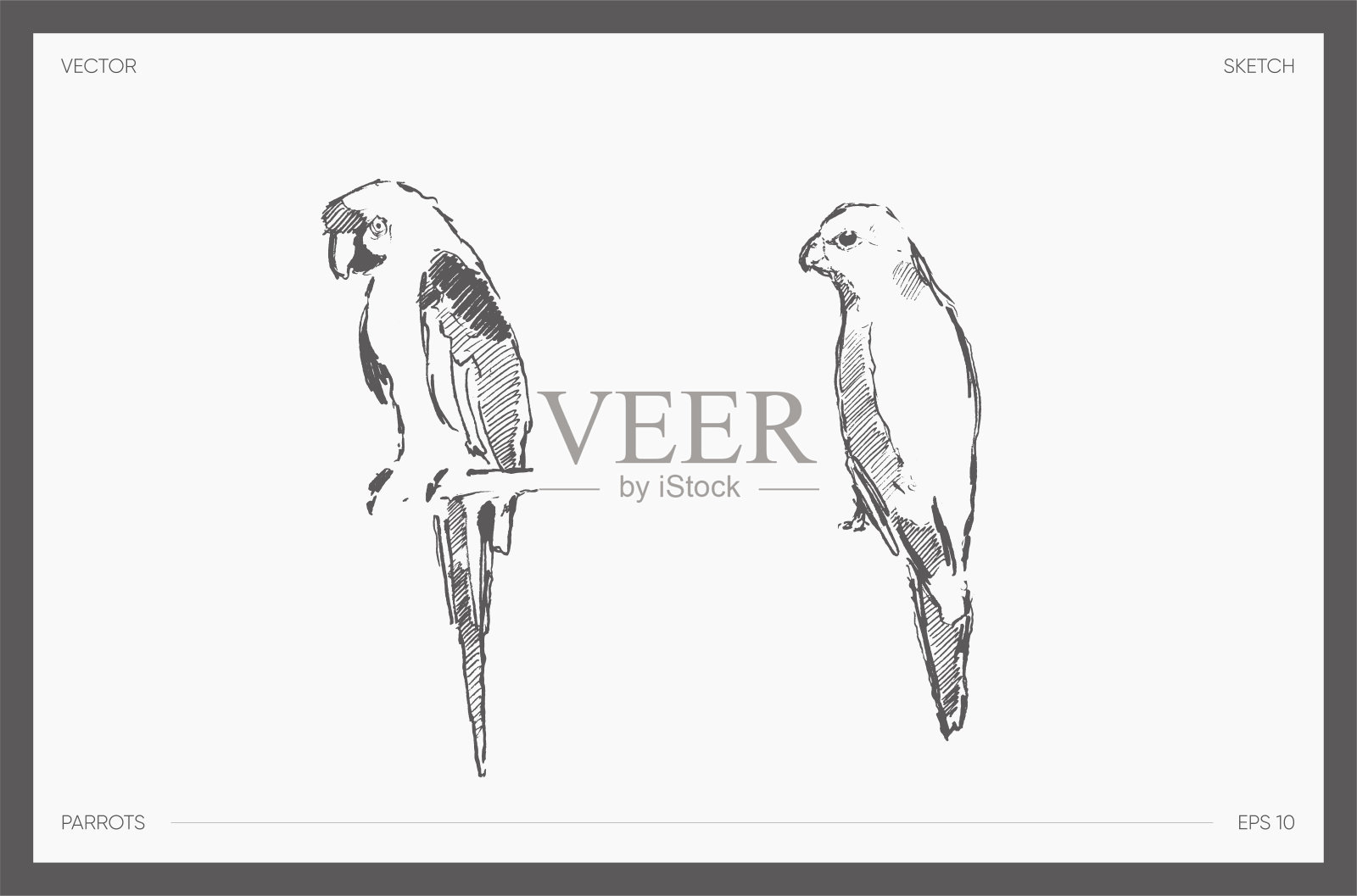 鹦鹉草图的高细节手绘矢量插画图片素材