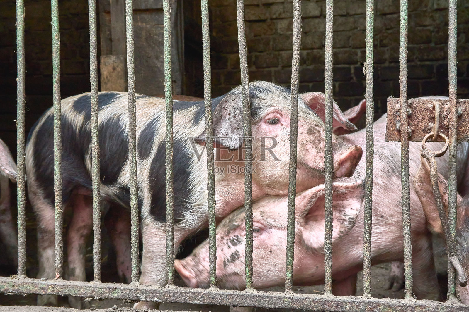 小猪在农场的栅栏后面。小猪。照片摄影图片