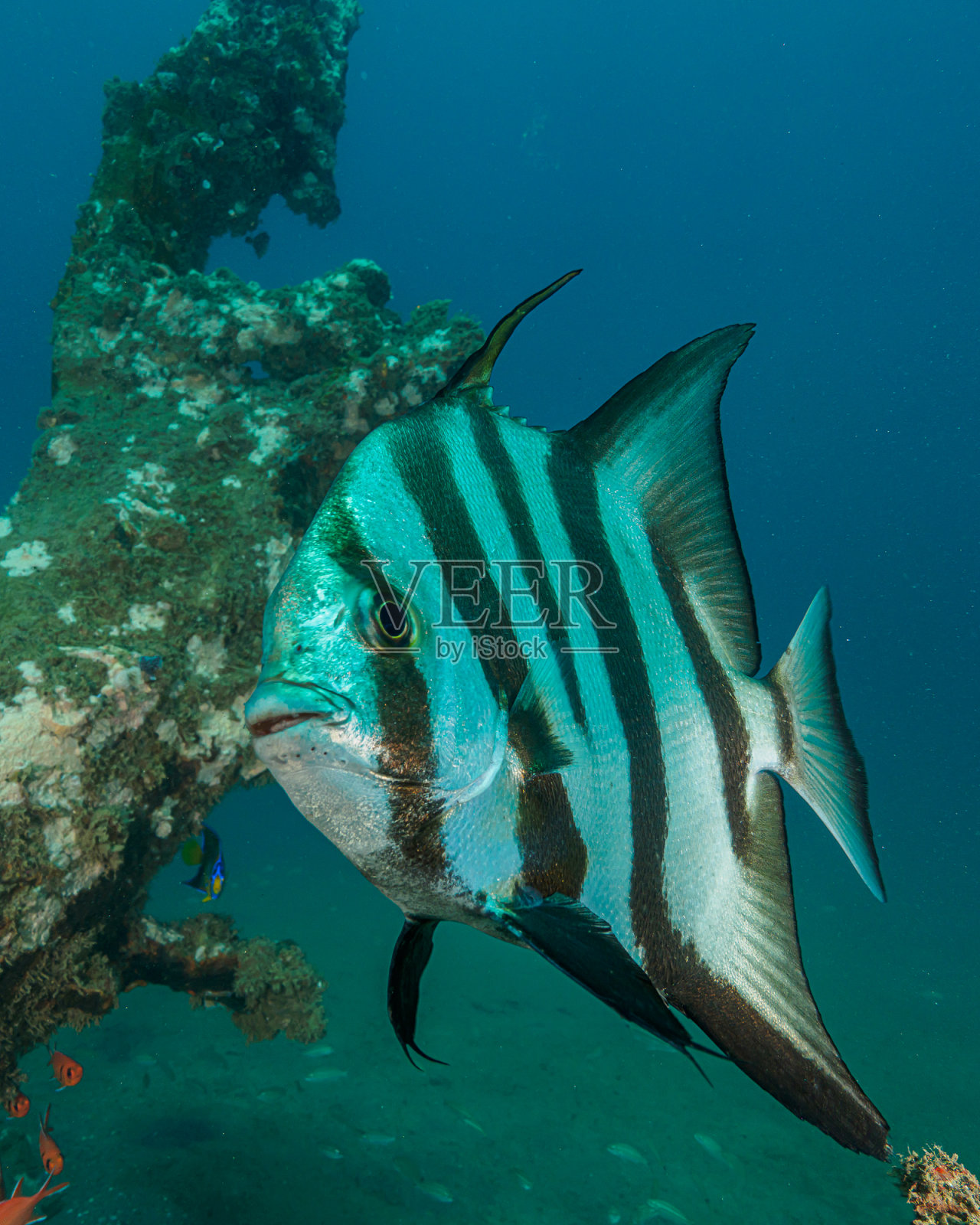 绿洲里的鱼照片摄影图片