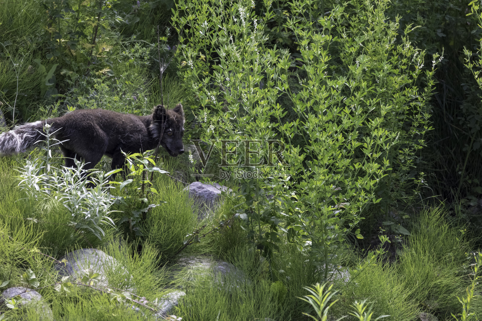 狐狸照片摄影图片