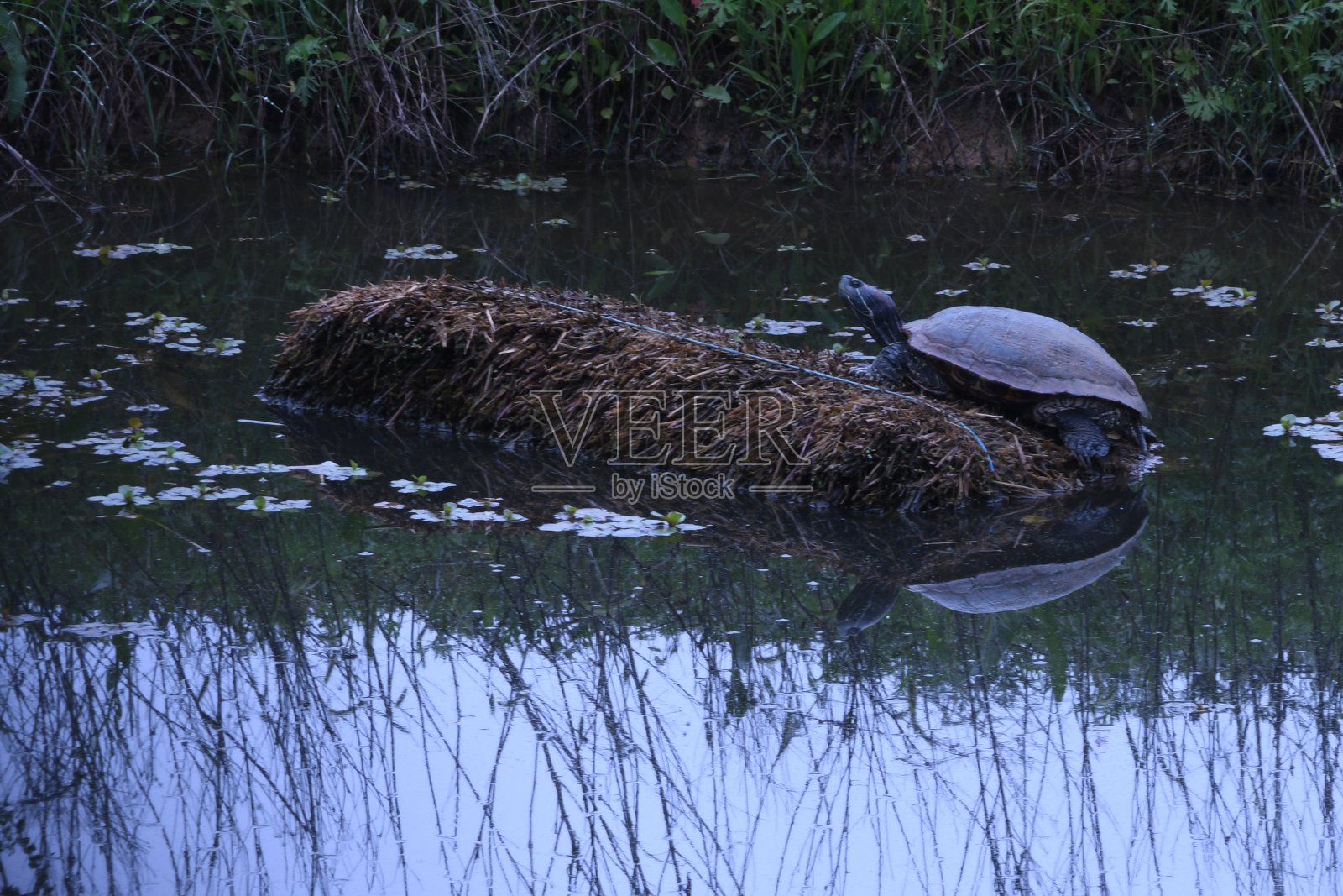池塘里的乌龟照片摄影图片