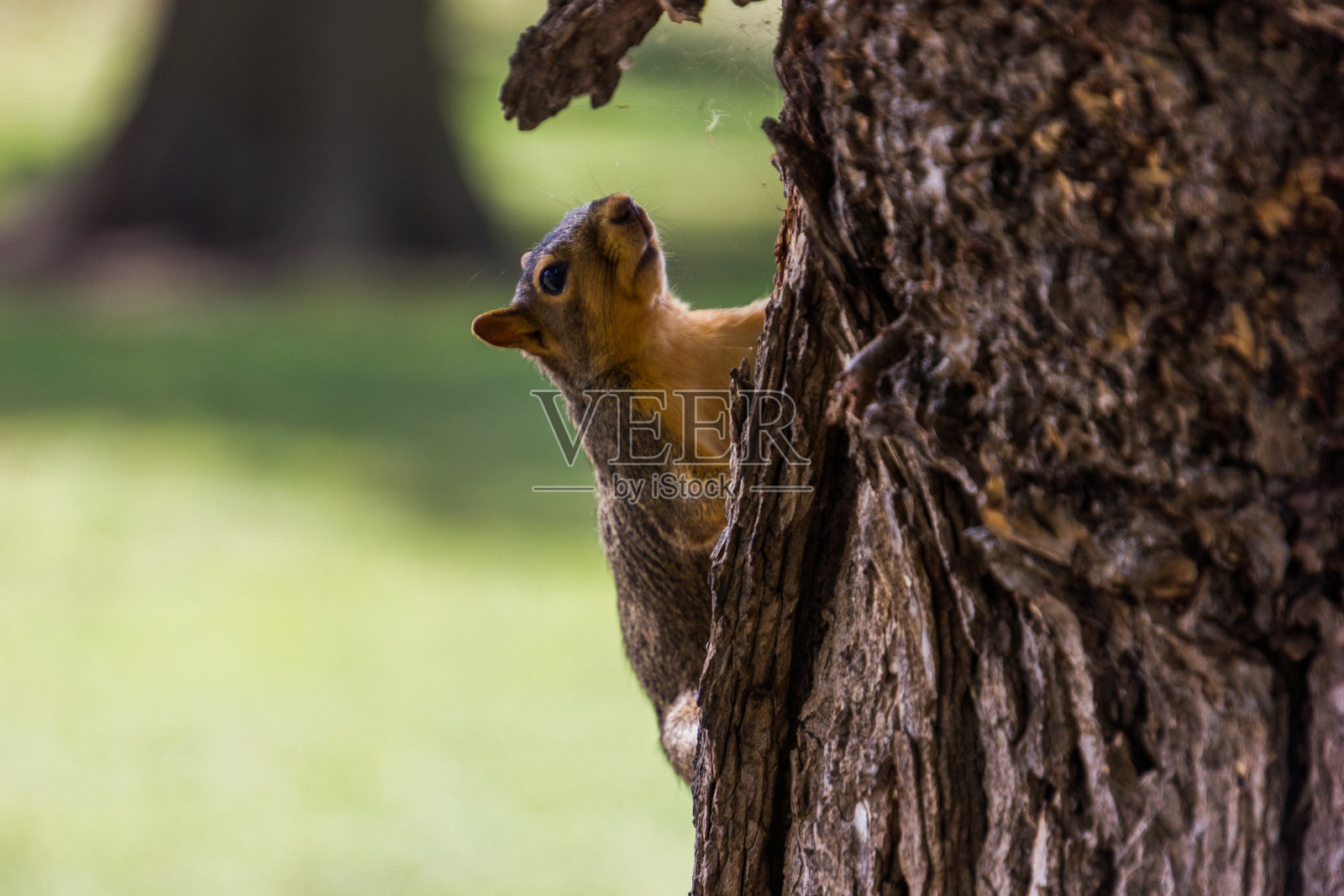 松鼠在爬树照片摄影图片