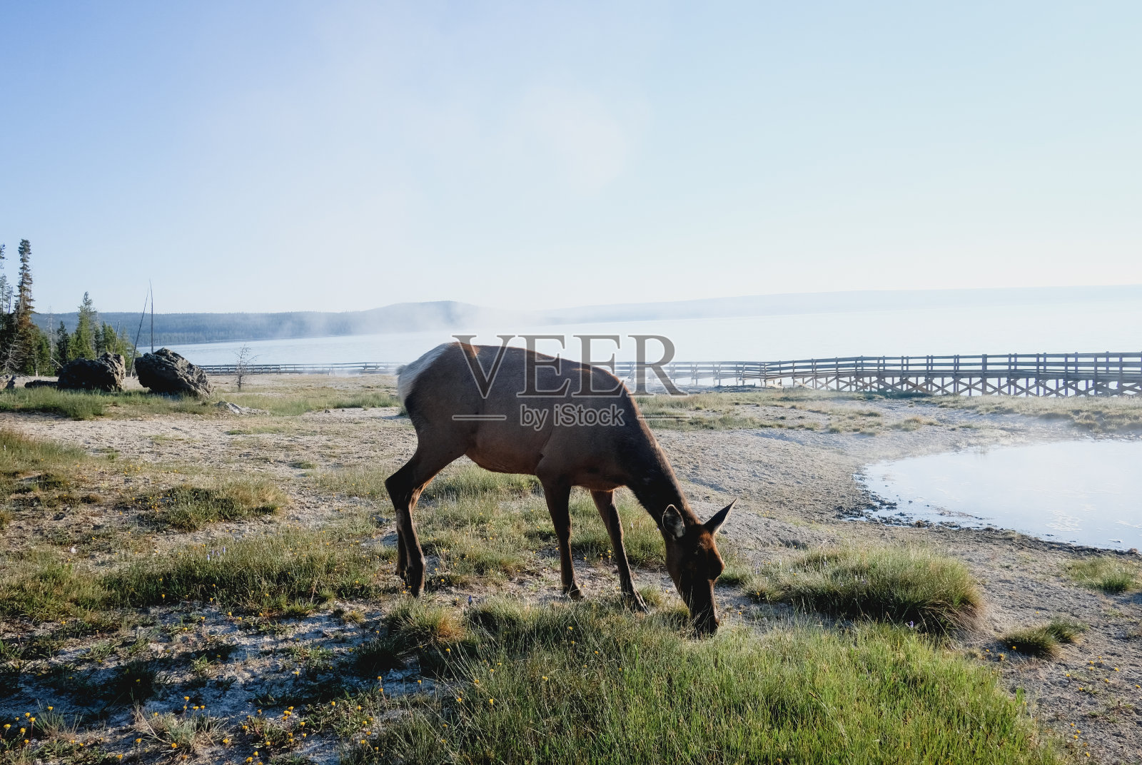 在黄石国家公园遇到麋鹿照片摄影图片