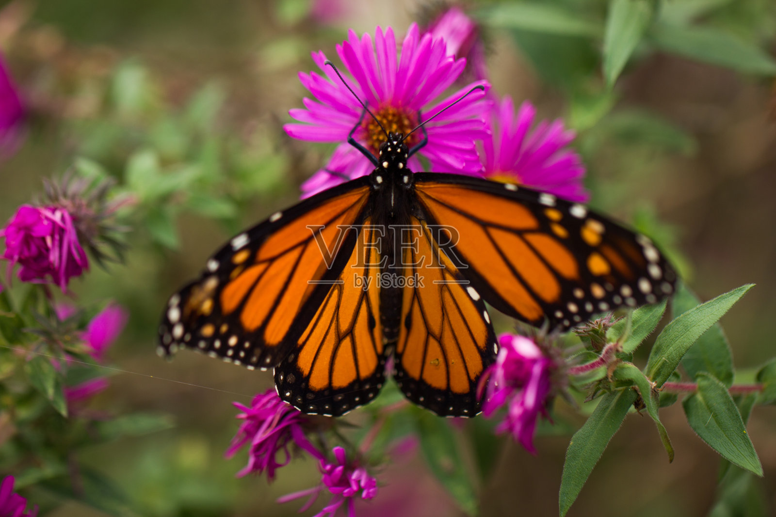 橙色的蝴蝶落在粉红色和紫色的花朵上照片摄影图片