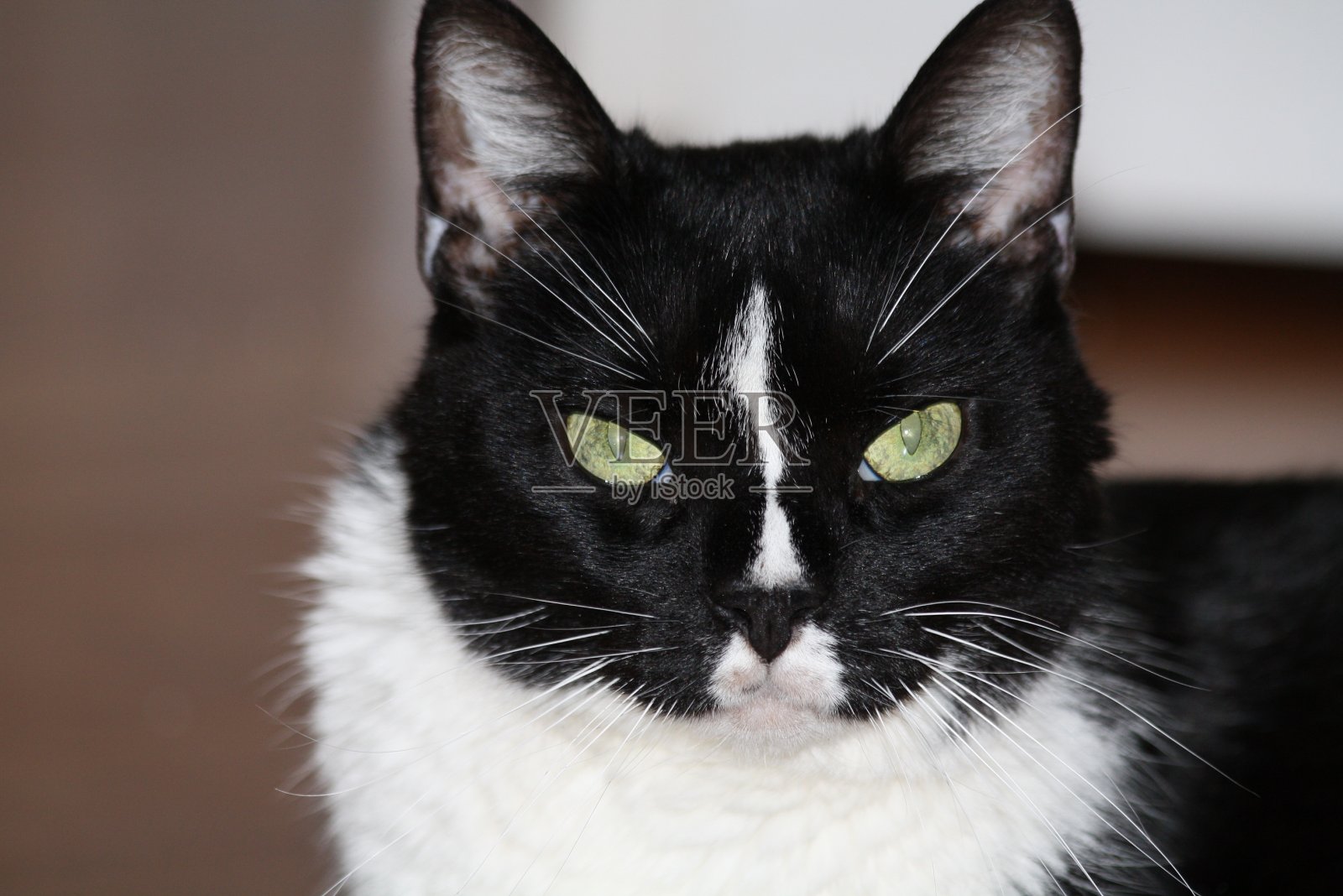 西尔维斯特照片摄影图片